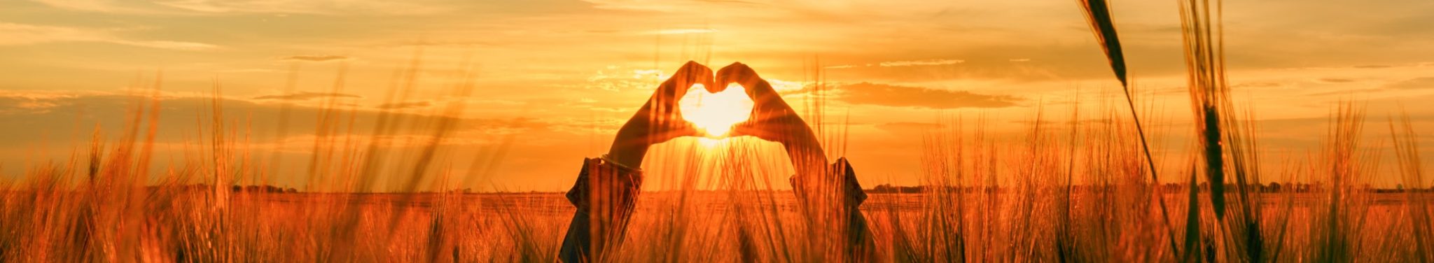 Person standing in a wheat field holding up their hands in a heart shape in front of a sunset or sunrise.