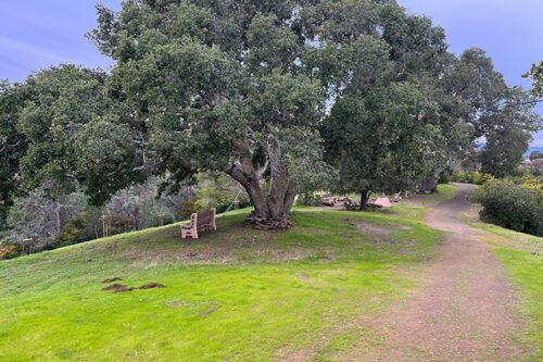 A large tree among several other trees behind it alongside a walking path on one side and bench on the other side.